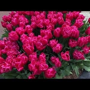 Meet your Posher, Georganne